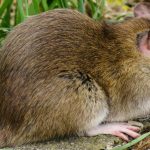 Régulation et destructions des nuisibles